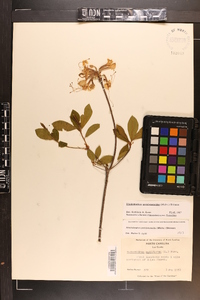 Rhododendron periclymenoides image