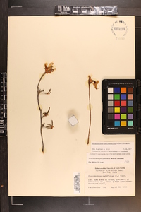 Rhododendron periclymenoides image