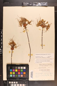 Rhododendron periclymenoides image