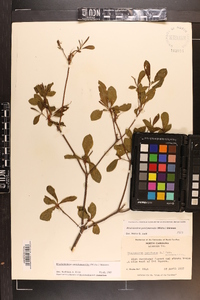 Rhododendron periclymenoides image