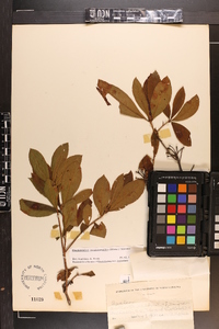 Rhododendron periclymenoides image