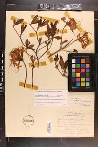 Rhododendron periclymenoides image