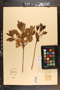 Rhododendron periclymenoides image