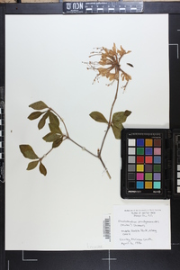 Rhododendron periclymenoides image