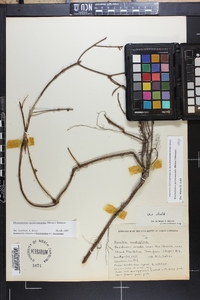 Rhododendron periclymenoides image