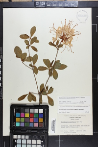 Rhododendron periclymenoides image