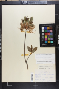 Rhododendron periclymenoides image