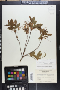 Rhododendron periclymenoides image