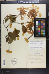 Rhododendron periclymenoides image