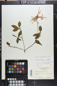 Rhododendron periclymenoides image