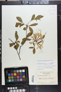 Rhododendron periclymenoides image