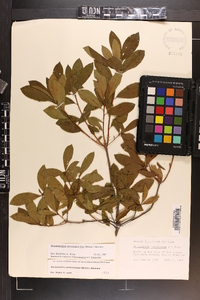 Rhododendron periclymenoides image