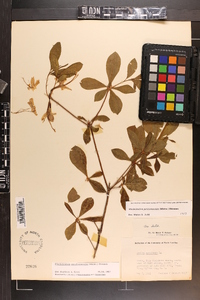 Rhododendron periclymenoides image