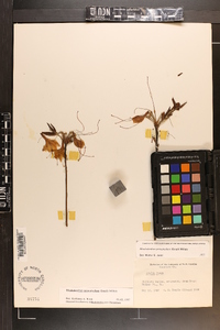 Rhododendron prinophyllum image