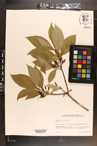 Rhododendron vaseyi image