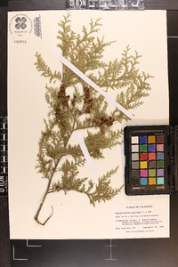 Chamaecyparis thyoides image