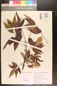 Fraxinus profunda image