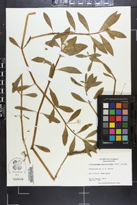 Alternanthera philoxeroides image