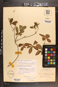 Rhododendron canescens image