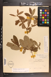 Rhododendron canescens image