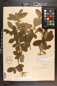 Rhododendron canescens image