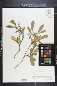 Rhododendron arborescens image