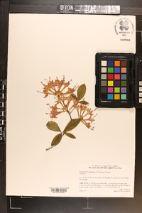 Rhododendron flammeum image