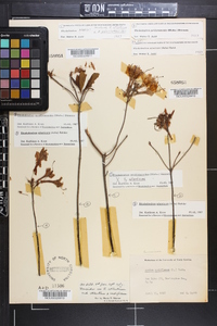 Rhododendron atlanticum image