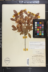 Rhododendron arborescens image