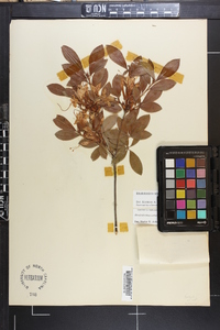 Rhododendron arborescens image