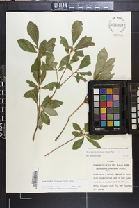 Rhododendron arborescens image