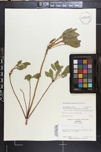 Rhododendron arborescens image