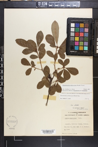 Rhododendron arborescens image