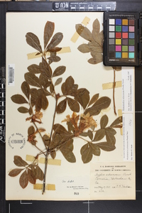 Rhododendron arborescens image