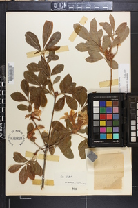 Rhododendron arborescens image