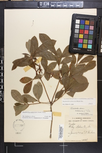 Rhododendron arborescens image