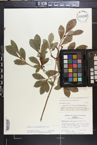 Rhododendron arborescens image