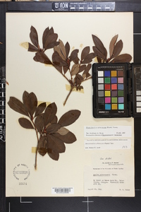 Rhododendron arborescens image