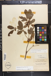 Rhododendron arborescens image