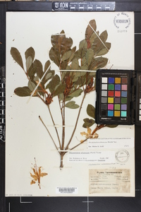 Rhododendron arborescens image