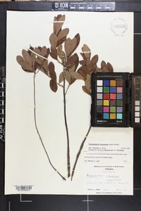 Rhododendron atlanticum image