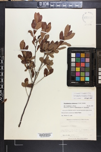 Rhododendron atlanticum image