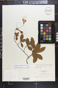 Rhododendron calendulaceum image