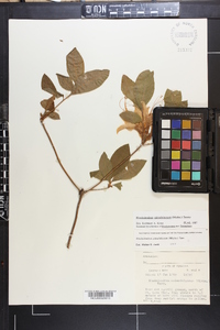 Rhododendron calendulaceum image