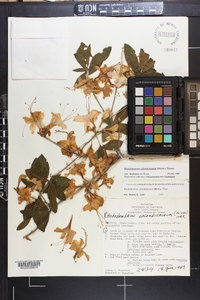 Rhododendron calendulaceum image