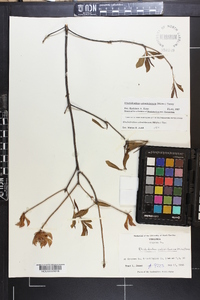 Rhododendron calendulaceum image