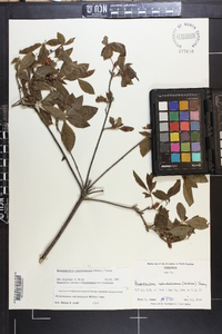 Rhododendron calendulaceum image