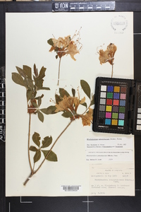 Rhododendron calendulaceum image