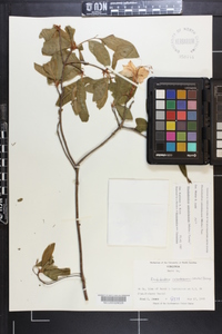 Rhododendron calendulaceum image