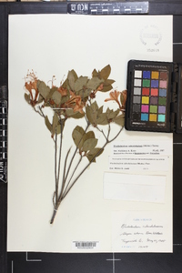 Rhododendron calendulaceum image